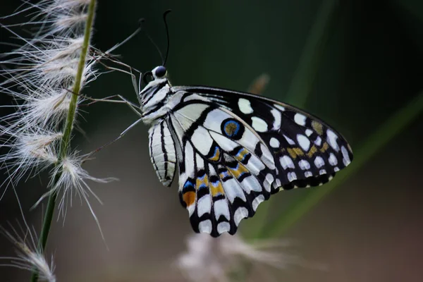 Papilio Papillon Papillon Commun Chaux Reposant Sur Les Plantes Fleur — Photo