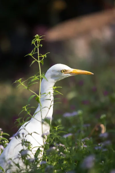 Bubulcus Ibis Portresi Balıkçıl Hindistan Daki Halk Parkında Sığır Balıkçıl — Stok fotoğraf