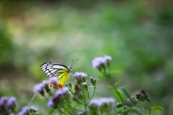 在印度的一个公园里 一只中等大小的蝴蝶被发现栖息在花盆上 蝴蝶的条纹色非常吸引人 — 图库照片