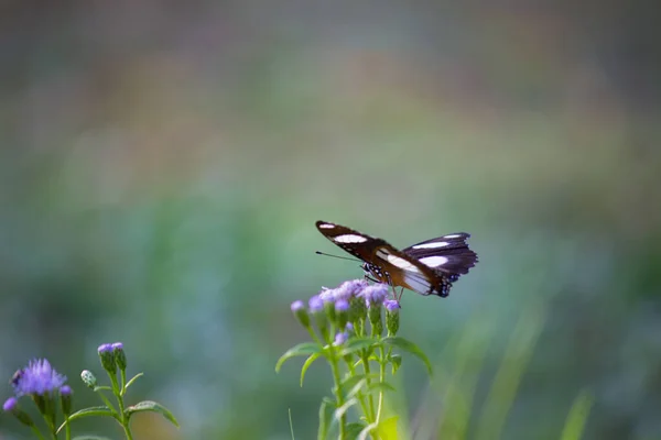 Hypolimnas Bolina Gran Mosca Mosca Común India Mariposa Luna Azul — Foto de Stock