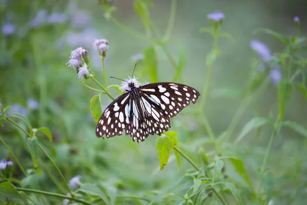 Blue Spotted Milkweed Butterfly Danainae Milkweed Butterfly Feeding Flower Plants — Stock Photo, Image