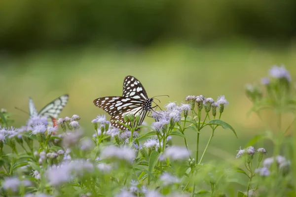 Blue Spotted Milkweed Butterfly Danainae Milkweed Butterfly Feeding Flower Plants — Stock Photo, Image