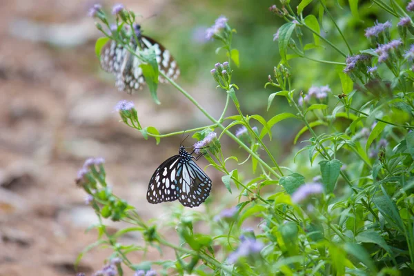 Blue Spotted Milkweed Butterfly Danainae Milkweed Butterfly Feeding Flower Plants — Stock Photo, Image