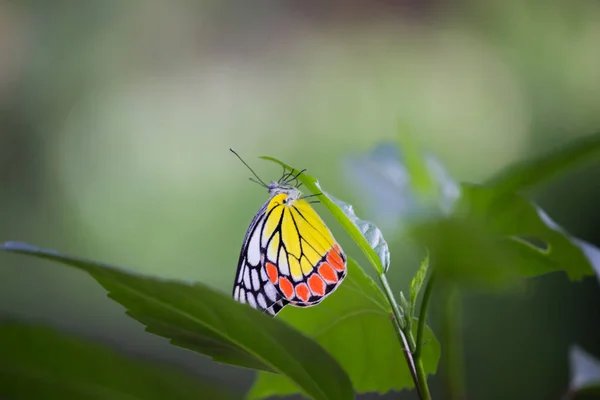 Una Hembra Delias Eucharis Jezabel Común Una Mariposa Piérida Tamaño — Foto de Stock