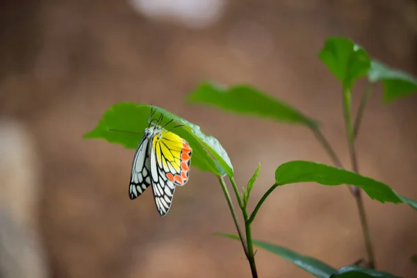 Une Femelle Delias Eucharis Jézabel Commun Est Papillon Piéride Taille — Photo