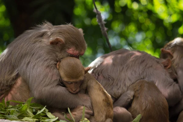 Monyet Rhesus Adalah Primata Coklat Atau Kera Dengan Wajah Merah — Stok Foto
