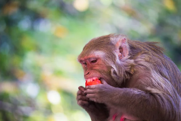 Mono Macaco Hambriento Rhesus Comiendo Fruta Bajo Árbol Una Tarde — Foto de Stock