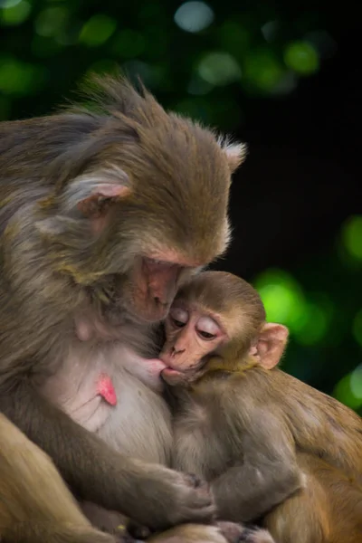 Potret Bayi Kera Rhesus Meminum Susu Ibu — Stok Foto