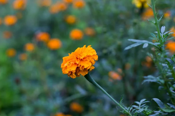 Tagetes Genus Annual Perennial Mostly Herbaceous Plants Sunflower Family Asteraceae — Stock Photo, Image