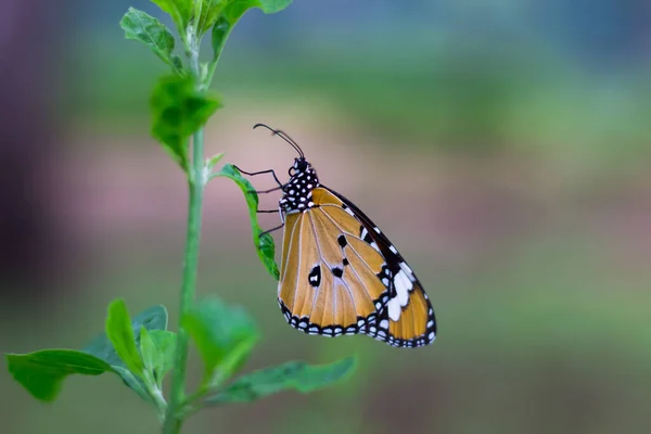 Danaus Crisipo Também Conhecido Como Tigre Simples Rainha Africana Monarca — Fotografia de Stock