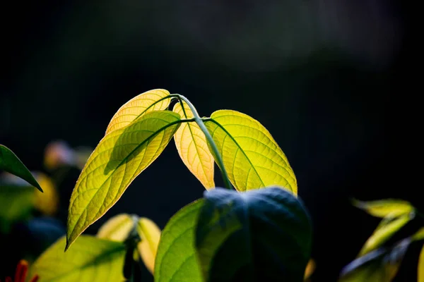 在黑暗背景下反射自然光的叶子 — 图库照片