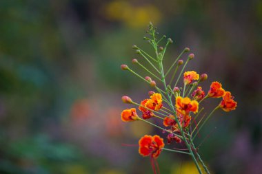  Flam-boyant (Flam-boyant, Alev Ağacı, Royal Poinciana, Delonix regia), Fabaceae familyasından bir çiçek türü.