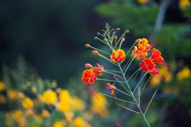  Flam-boyant (Flam-boyant, Alev Ağacı, Royal Poinciana, Delonix regia), Fabaceae familyasından bir çiçek türü.