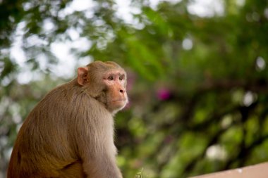 Rhesus makakları, kırmızı yüzlü ve arkalı maymunlar ya da kahverengi primatlar olarak bilinen Macaca veya Mullata maymunlarıdır.