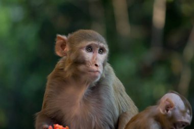 Rhesus makakları, kırmızı yüzlü ve arkalı maymunlar ya da kahverengi primatlar olarak bilinen Macaca veya Mullata maymunlarıdır.