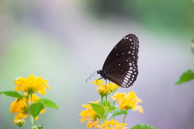  Euploea çekirdeği, sıradan bir karga, yaygın bir kelebektir. 