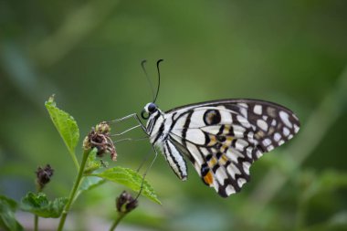 Papilio Kelebeği ya da Papilio Kelebeği çiçek bitkilerinin üzerinde doğal ortamında dinlenen yumuşak yeşil bir arka planda Papilio Kelebeği ya da yaygın limon Kelebeği çiçeklerin kanatlarını çırpar, Macro resmi