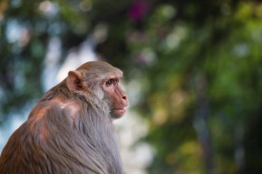 Rhesus makakları, kırmızı yüzlü ve arkalı maymunlar ya da kahverengi primatlar olarak bilinen Macaca veya Mullata maymunlarıdır.