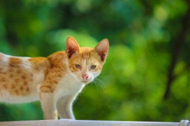 Sarı gözlü ve bıyıklı sevimli kedi portresi kameraya bakıyor.