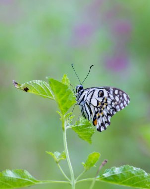  Papilio Kelebeği ya da Papilio Kelebeği çiçek bitkilerinin üzerinde doğal ortamında dinlenen yumuşak yeşil bir arka planda Papilio Kelebeği ya da yaygın limon Kelebeği çiçeklerin kanatlarını çırpar, Macro resmi