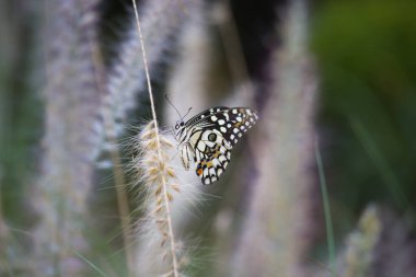  Papilio Kelebeği ya da Papilio Kelebeği çiçek bitkilerinin üzerinde doğal ortamında dinlenen yumuşak yeşil bir arka planda Papilio Kelebeği ya da yaygın limon Kelebeği çiçeklerin kanatlarını çırpar, Macro resmi