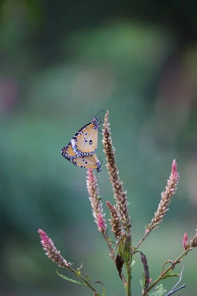 Danaus Chrysippus 蝴蝶在茎上交配的特写 背景柔和而模糊 — 图库照片