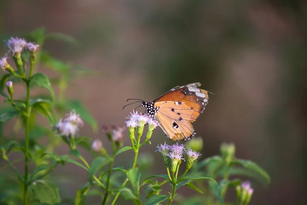 Danaus Crisipo Também Conhecido Como Tigre Simples Rainha Africana Monarca — Fotografia de Stock