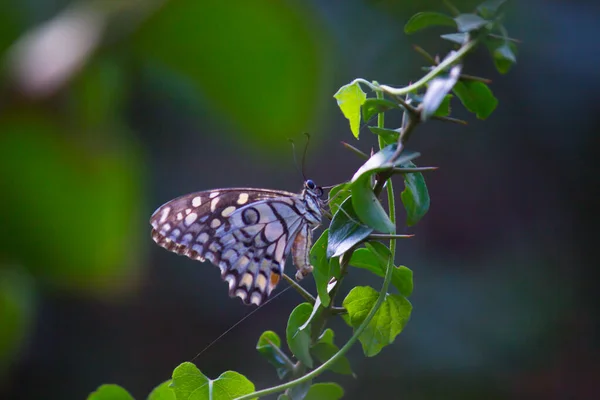 Papilio Demoleus Vanlig Lime Fjäril Och Utbredd Svälja Fjäril Fjärilen — Stockfoto
