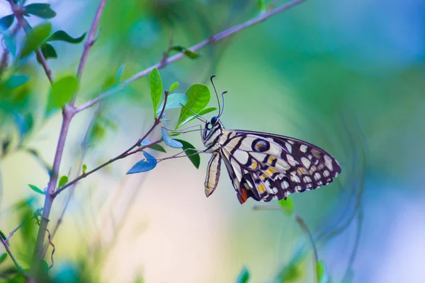 Papilio Demoleus Vanlig Lime Fjäril Och Utbredd Svälja Fjäril Fjärilen — Stockfoto