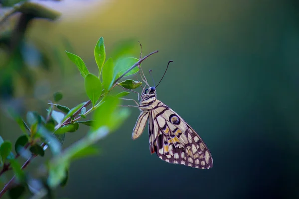 Papilio Demoleus Поширеним Лимовим Метеликом Широко Розповсюдженим Ластівковим Метеликом Метелик — стокове фото