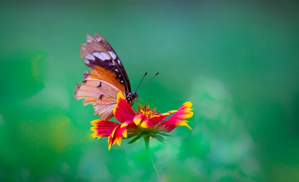 Plain Tiger Danaus Chrysippus Butterfly Resting Blanket Flowers Nature Springtime — Stock Photo, Image