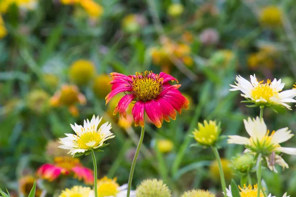 Gerbera Gaillardia Aristata Flor Manta Flor Roja Amarilla Plena Floración — Foto de Stock