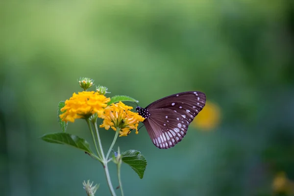 Euploea Core Corbeau Commun Est Papillon Commun Trouvé Asie Sud — Photo