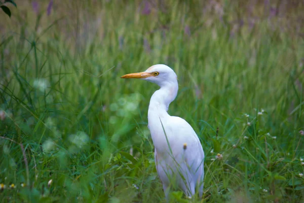 Bubulcus Ibis Heron Engels Bubulcus Ibis Heron Een Reiger Uit — Stockfoto