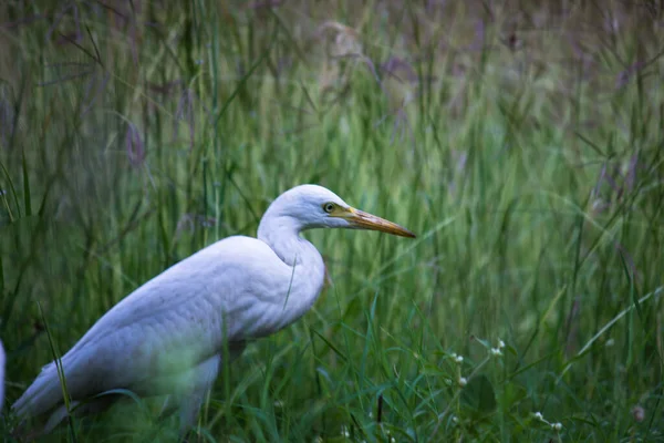 Bubulcus Ibis Heron Commonly Know Cattle Egret Cosmopolitan Species Heron — Stock Photo, Image