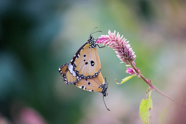 Nær Prærietigeren Danaus Chrysippos Sommerfugler Som Parer Seg Blomsterplanten Med – stockfoto