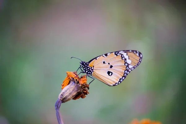 Close Plain Tiger Danaus Chrysippus Borboleta Visitando Flor Natureza Parque — Fotografia de Stock