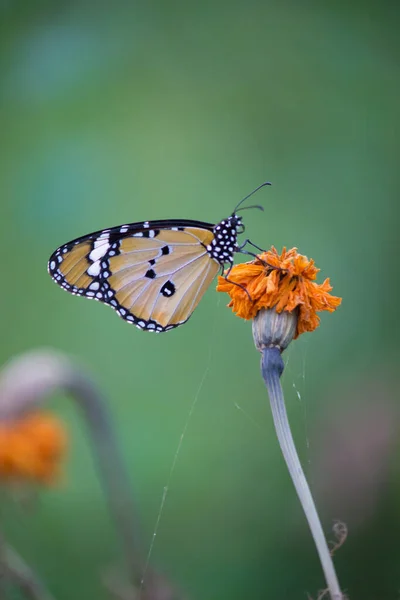 Close Van Plain Tiger Danaus Chrysippus Vlinder Bezoeken Bloem Natuur — Stockfoto