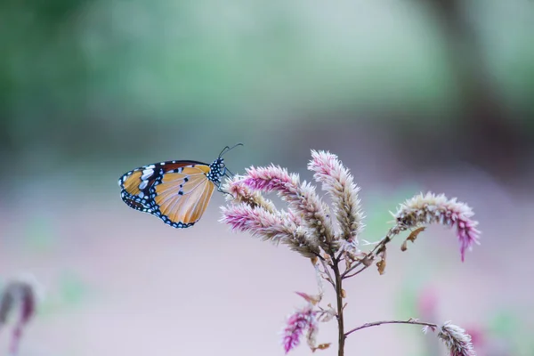 Primer Plano Tigre Llano Danaus Chrysippus Mariposa Visitando Flor Naturaleza —  Fotos de Stock