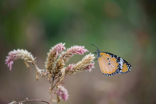 Close Plain Tiger Danaus Chrysippus Borboleta Visitando Flor Natureza Parque — Fotografia de Stock