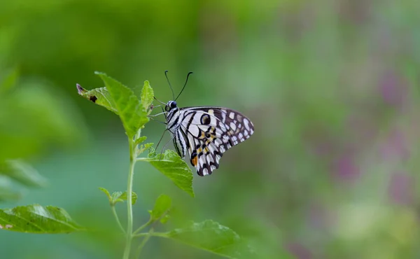 Papilio Butterfly Common Lime Butterfly Resting Flower Plants Its Natural — Stock Photo, Image