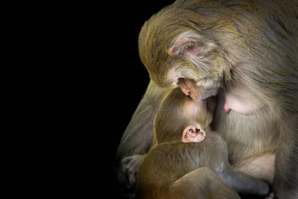 Portret Matki Małpy Rhesus Karmiącej Swoje Dziecko Ciemnym Tle — Zdjęcie stockowe
