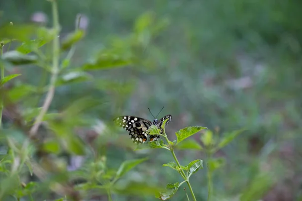 Papilio Vlinder Gewone Limoenvlinder Rustend Bloemplanten Zijn Natuurlijke Habitat Een — Stockfoto