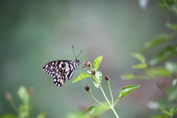 Papilio Schmetterling Oder Der Gemeine Lindenfalter Der Sich Auf Den — Stockfoto