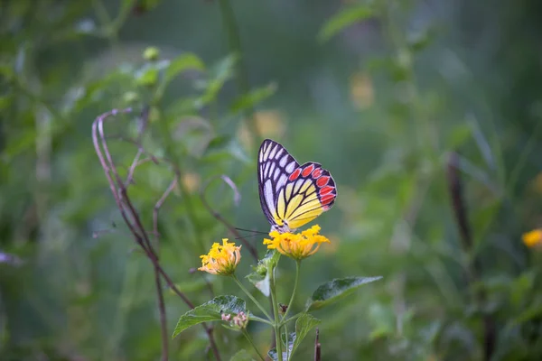 Une Femelle Delias Eucharis Jézabel Commun Est Papillon Piéride Taille — Photo