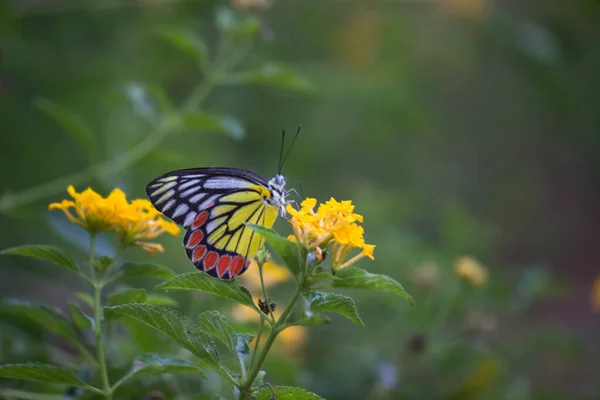 Uma Fêmea Delias Eucharis Jezebel Comum Uma Borboleta Pierida Tamanho — Fotografia de Stock