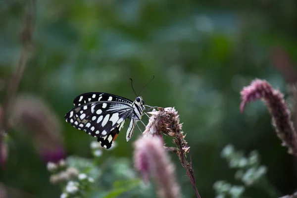 Papilio Pillangó Vagy Common Lime Pillangó Pihen Virág Növények Természetes — Stock Fotó