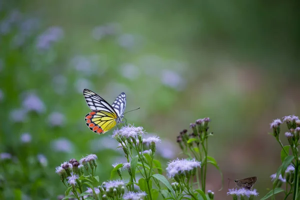 在印度的一个公园里 一只中等大小的蝴蝶被发现栖息在花盆上 蝴蝶的条纹色非常吸引人 — 图库照片