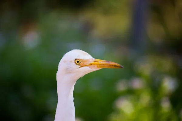 Bubulcus Ibis Heron Commonly Know Cattle Egret Seen Flower Plants — Stock Photo, Image