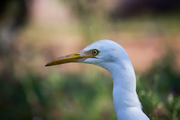 Bubulcus Ibis Heron Common Known Cattle Egret Seen Flower Plants — Stock fotografie